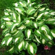 Хоста Undulata Mediovariegata