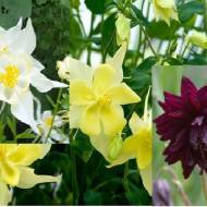 Аквілегія в асортименті