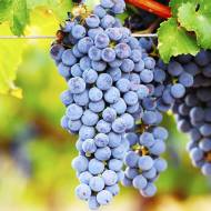 Саженец Виноград Мерло (привит)