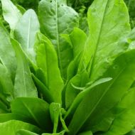 Щавель Малахіт