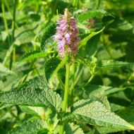 Мята Золотой Юбилей за 0,1 г