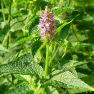 Мята Золотой Юбилей за 0,1 г