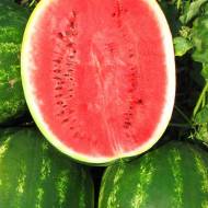 Арбуз Топ Ган за 3 г