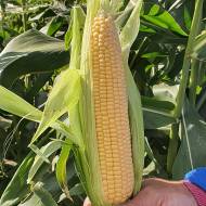 Кукуруза сахарная Адриана F1