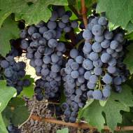 Саженец Виноград Каберне совинен (привитый)