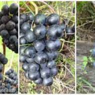 Комплект з 3-х винних сортів винограду