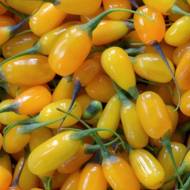 Саджанець Годжі Світ Амбер в контейнері