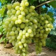 Саженец Виноград Долгожданный (кишмиш)