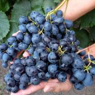 Саджанець Виноград Ласточка (привитий)