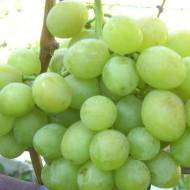 Саджанець Виноград Балтімор (привитий)