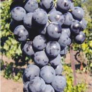Саженец Виноград Сфинкс (привитый)