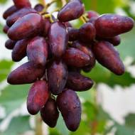 Саженец Виноград Журавчик вишневый (привитый)