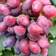 Саджанець Виноград Талдун (привитий)