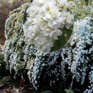 Саженец спиреи кантонской Lanceolata в контейнере