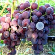 Саджанець Виноград Подарок Несвятая в контейнері