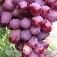 Саджанець Виноград Еверест в контейнері