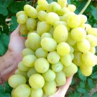 Саджанець Виноград Ландиш (щеплений) в контейнері