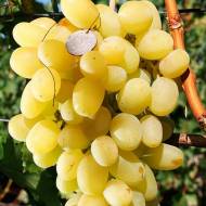 Саджанець Виноград Ландиш (щеплений) в контейнері