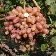 Саджанець Виноград Анжеліка в контейнері