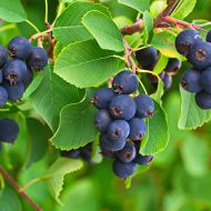 Саджанець Ірга Тіссен (Thiessen) в контейнері