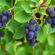 Саджанець Ірга Тіссен (Thiessen) в контейнері