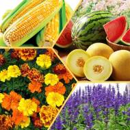 Мега-комплект № 10 Чудесный