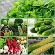 Мега-комплект № 13 Райський