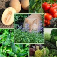 Мега-комплет № 14 Корисний