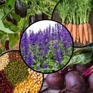 Мегна-набор № 15 Летний