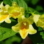 Саджанець Вейгела Middendorffiana в контейнері