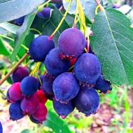 Саджанець Ірга Слейт (Sleyt) в контейнері