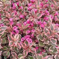 Саджанець Вейгела All Summer Monet в контейнері