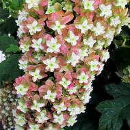 Саджанець Гортензія дуболиста Black Porch в контейнері