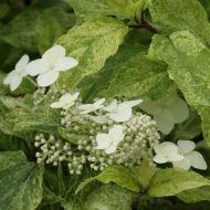 Саджанець Гортензія волотиста (метельчата) Shikoku Flash в контейнері