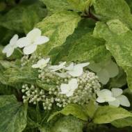 Саджанець Гортензія волотиста (метельчата) Shikoku Flash в контейнері