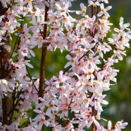 Саджанець Форзиція Рожева в контейнері