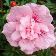 Саджанець гібіскуса сирійського Pink Chiffon в контейнері