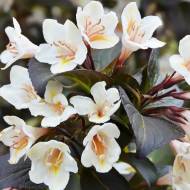 Саженец вейгелы Ebony end Иvory в контейнере