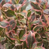 Саженец вейгелы All Summer Monet в контейнере