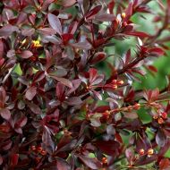 Саженец барбариса Тунберга Red Chief в контейнере