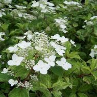 Саженец гортензии метельчатой ​​Shikoku Flash в контейнере