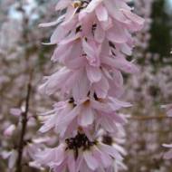 Саженец форзиции розовой в контейнере