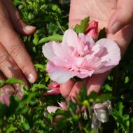 Саженец гибискуса сирийского Pink Chiffon в контейнере