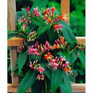 Саженец жимолости каприфоль Генри в контейнере