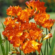 Фрезія оранжева