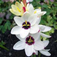 Іксія Spotlight