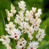 Иксия Spotlight