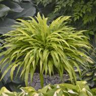 Хоста Curly Fries