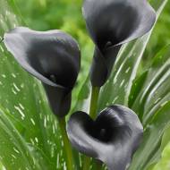 Калла Black Diamond