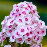 Флокс Miss Holland